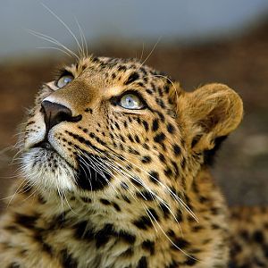 Chinese leopard at Cottbus