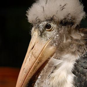 Marabou Stork at Cottbus