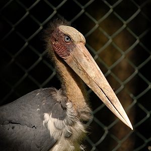 Lesser Adjutant at Cottbus