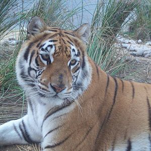 Aysha in Ranthambhore enc, IOW Zoo