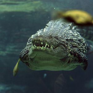 Nile crocodile at the Troparium Hagenbeck