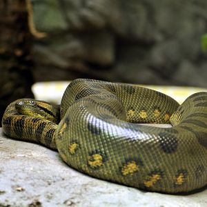 Tiger python and anaconda at the Troparium Hagenbeck
