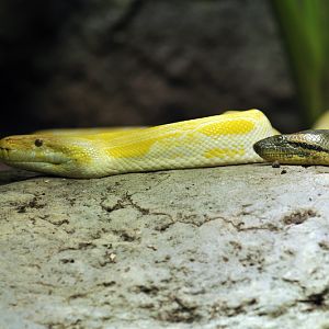 Tiger python and anaconda at the Troparium Hagenbeck