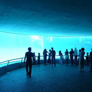 Beluga-tank at marineland ontario