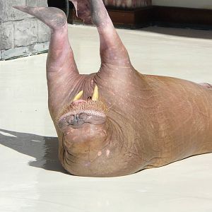 Walrus at marineland ontario