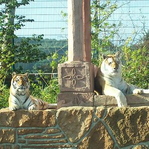 Aysha and Diamond, Bengal Tigers IOW Zoo