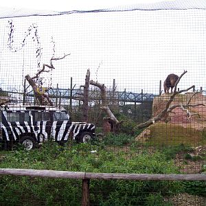 Kopje enclosure (male lions), IOW Zoo