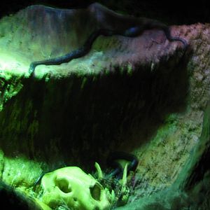 Virginia Living Museum