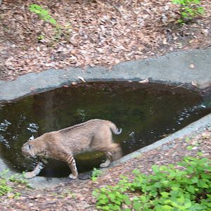 Virginia Living Museum