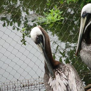 Virginia Living Museum