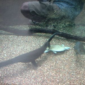 Virginia Living Museum