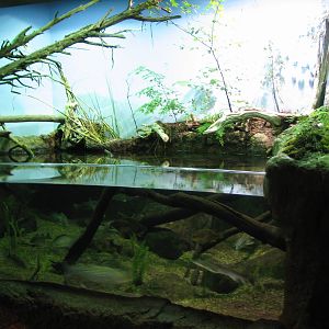 Virginia Living Museum