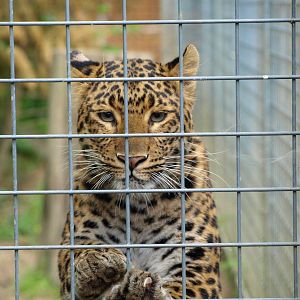 Near to the chinese leopard