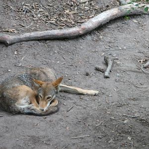 Virginia Living Museum