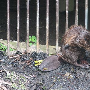 Virginia Living Museum