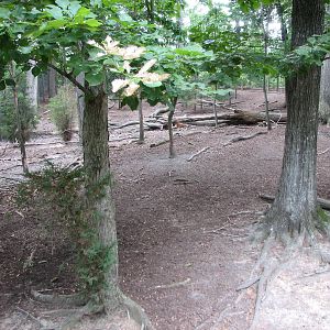 Virginia Living Museum