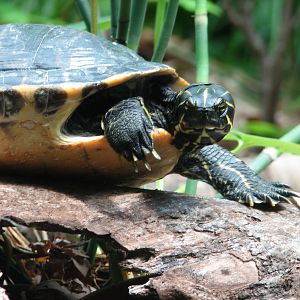 Virginia Living Museum