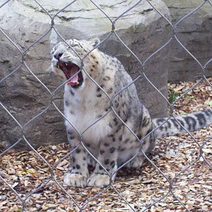 Snow Leopard male, October 2006