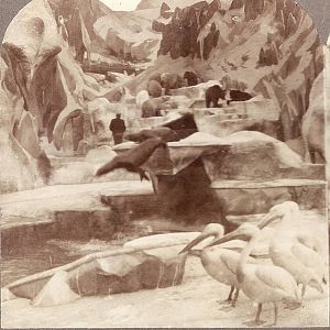 Hagenbeck Exhibit - 1904 Worlds Fair, St. Louis