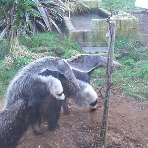 Giant Anteaters, January 2009