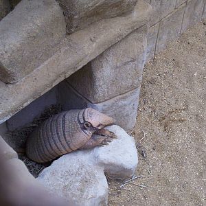 Yellow Armadillo, January 2009