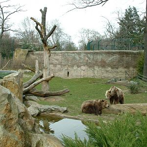 Brown Bear Enclosure