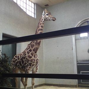 Giraffe in the Giraffe house.