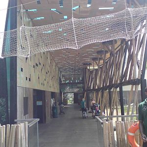 Gorilla Kingdom viewing area