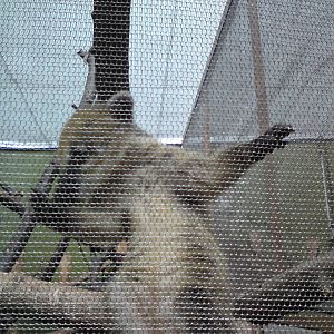 Young coati in the Casson