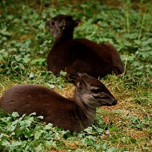 Blue duiker