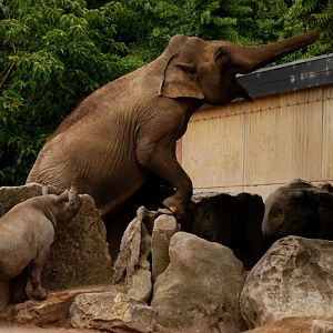 Elephant meets young Black rhino