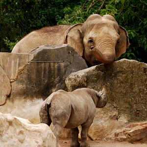 Elephant meets young Black rhino