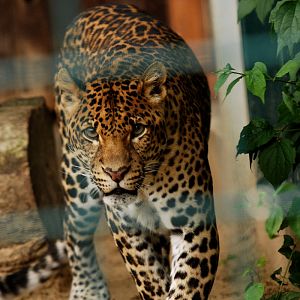 Javan leopard Wuppi