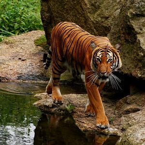 Malayan tigress