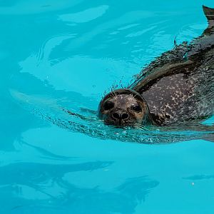 Eastern Atlantic harbor seal