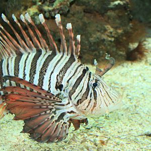 lion fish