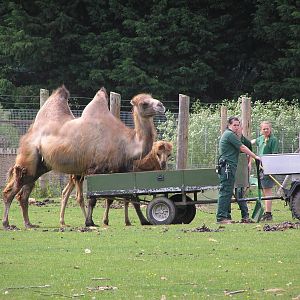 Wacker, Marmaduke and Keepers