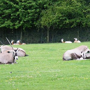 Gemsboks mixed with dama gazelles at Marwell Wildlife, 7 June 2009