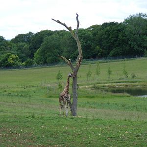 Kismet the giraffe in the African Valley at Marwell Wildlife, 7 June 2009