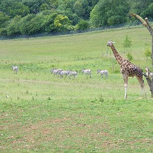 Kismet the giraffe and Grevy's zebras in the African Valley at Marwell Wild