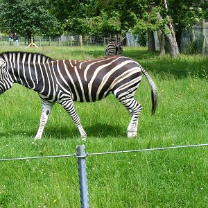 Harriet the Chapman's zebra at Marwell Wildlife, 7 June 2009