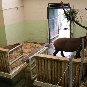 Summer and Ronaldo the Brazilian tapirs at Marwell Wildlife, 7 June 2009