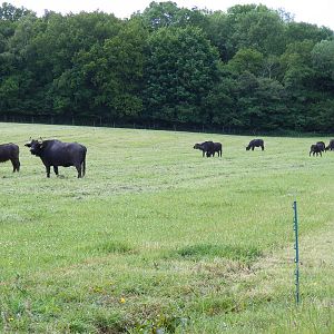 Water buffalo at Laverstoke Park Farm, 7 June 2009