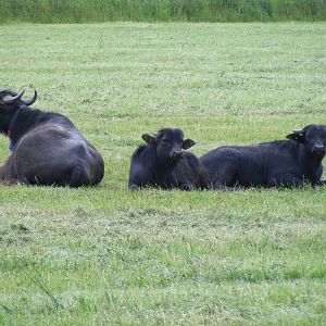 Water buffalo at Laverstoke Park Farm, 7 June 2009