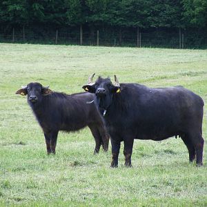 Water buffalo at Laverstoke Park Farm, 7 June 2009