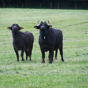 Water buffalo at Laverstoke Park Farm, 7 June 2009