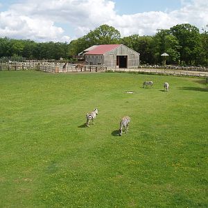 Zebra giraffe and ostrich paddock