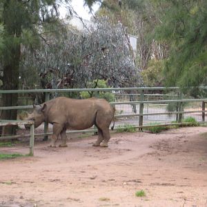 Black Rhino at Western Plains Zoo