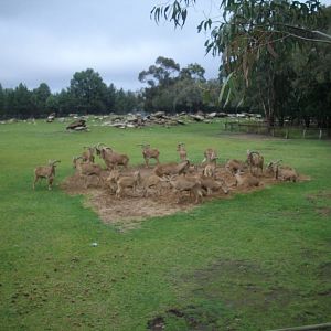 Western Plains Zoo visit 7th of June 2009