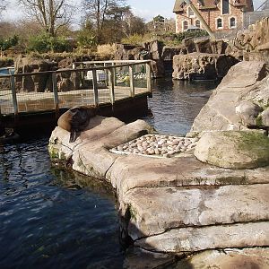 Fur seal enclosure